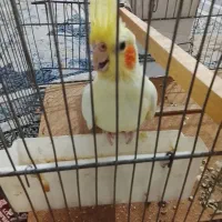 فروش عروس هلندی|پرنده|خواف, |دیوار