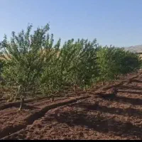 فروش باغ