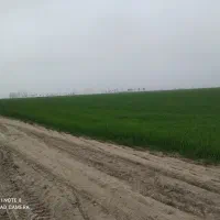 زمین کشاورزی برای اجاره