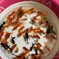 ماهی سر دم سیاه