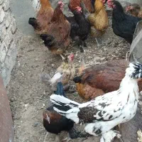 فروش مرغ تخم گذار درجه یک و جوان