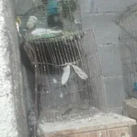 کبوتر|پرنده|بندر ماهشهر, |دیوار