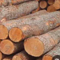 خرید چوپ صنوبر و جنگلی|خدمات باغبانی و درختکاری|لاهیجان, بازکیاگوراب|دیوار