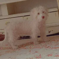 پاپی پشمالو