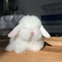 خرگوش خرسی خارجی کمیاب