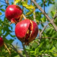 فروش نهال بادام صنوبر چنار گردو در نهالستان|خدمات باغبانی و درختکاری|بردسیر, |دیوار