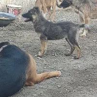 واگذاری توله ۴ماهه