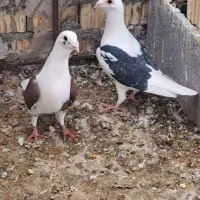 کبوتر دوکت|پرنده|داراب, |دیوار