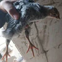 جوجه مرغ سیاه|حیوانات مزرعه|پاکدشت, پاکدشت (مامازند)|دیوار