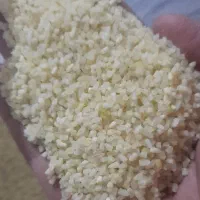 برنج نیم دانه کامفیروز درجه یک شارژ شد تعداد محدود