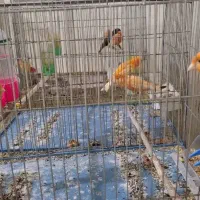 قناری سرخ|پرنده|زیباشهر, |دیوار