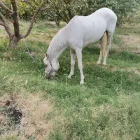اسب سفید