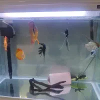 فروش ماهی دیسکس