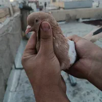 کبوتر کفتر جفتی