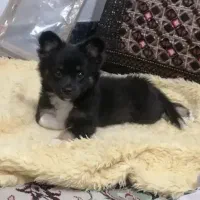 فروش سگ پامر روباهی مشکی