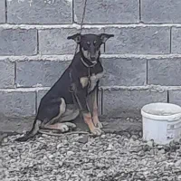 واگذاری سگ ماده دورگ ژرمن دوبرمن