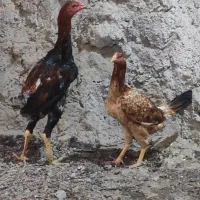 تعدادی مرغ و خروس لاری تاج مهر ۷ ماهه ۴ دانگ|حیوانات مزرعه|مشگین شهر, |دیوار