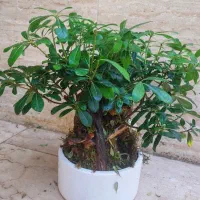 بونسای میخک هندی و افرا|گل و گیاه طبیعی|کرج, آق تپه|دیوار