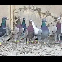 دسته کفتر پلاکی|پرنده|شیراز, دروازه اصفهان|دیوار