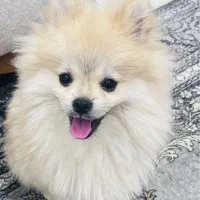 سگ پامرانین خرسی نر و ماده