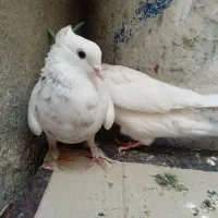 کبوتر|پرنده|قم, باغ شریفی|دیوار