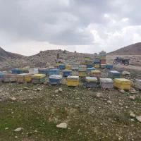 زنبور عسل دو رگه کارنیکا و قفقاز