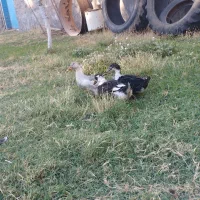 فروش سه عدد اردک و یک خروس