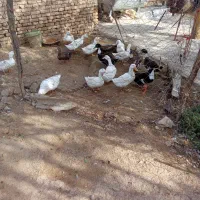 اردک