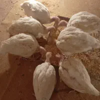 بوقلمون بیوتی 6 زرین