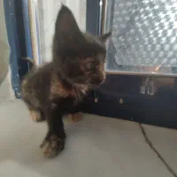 گربه واگذاری