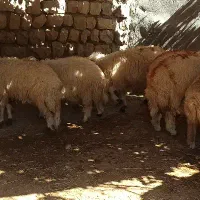 تعداد ۱۰عدد بره (کاور) نر سفید یکدست|حیوانات مزرعه|زرنه, |دیوار