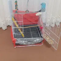 فروش عروس هلندی|پرنده|انگوت, |دیوار