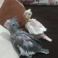 عروس هلندی سرلاکی