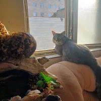 واگذاری رایگان نر زیبا