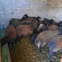 بره نر گوشتی درجه یک