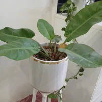 گل طبیعی|گل و گیاه طبیعی|اندیشه, اندیشه فاز ۱|دیوار