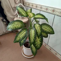 گل اپارتمانی