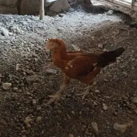 فروش یا تعویض مرغ لاری