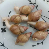 حلزون|خزنده|اصفهان, ارزنان|دیوار