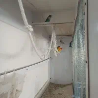 طوطی برزیلی جفت مولد سه جفت|پرنده|بهار, |دیوار