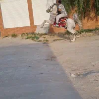 اسب سواری دار