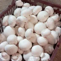 پرورش قارچ دکمه ای