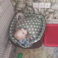 واگذاری سگ مالتیشو|سگ|ری, هاشم‌آباد|دیوار