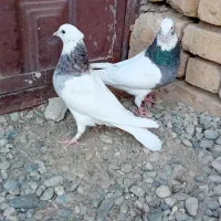 کبوتر طوقی|پرنده|ورزنه, |دیوار