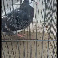 کبوتر شازده