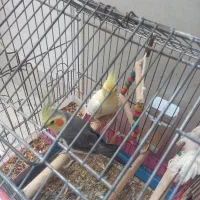 فروش عروس هلندی یه جفت نر و ماده|پرنده|جم, |دیوار