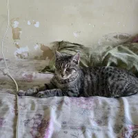 ۲ تا گربه ماده تقریبا هشت نه ماهه با هم خواهرن