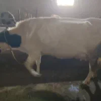 گاو شیری همراه گوساله ماده یک ماهه