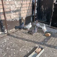 کبوتر ضمانتی ۵تا یک میلیون