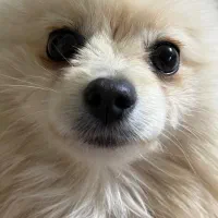 سگ پامر|سگ|اشکذر, |دیوار